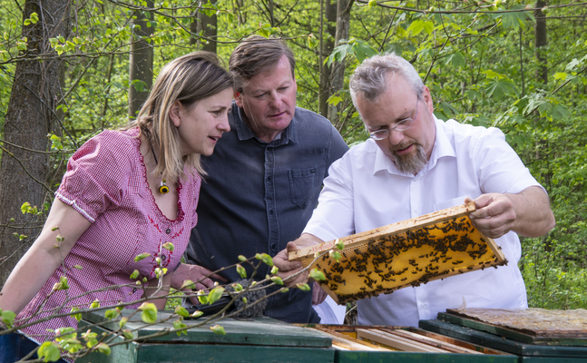 Landesrat Gottfried Waldhäusl will das Bewusstsein für mehr Bienenschutz fördern